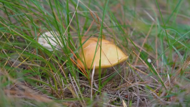 Forest Edible Mushroom Forest Mushroom Hand Young Mushroom Hand — Stock videók