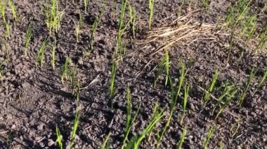 Yangından sonra toprak yandı. Yangından sonra toprak. Yangından sonra yeşil çimenler. Kavrulmuş topraklarda genç yeşil çimenler.