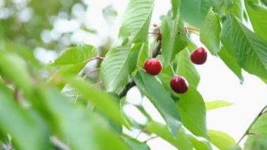 Bir dalda kiraz. Ağaçta olgun kirazlar. Tatlı kırmızı kiraz.