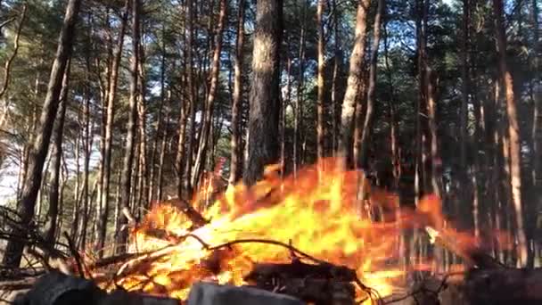 Bonfire Forest Close Fire Close Log Fire Close — Vídeos de Stock