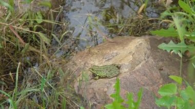 Taşın üzerindeki kurbağa. Kurbağa nehrin kenarında oturuyor. Nehir kurbağası Yaygın nehir kurbağası..