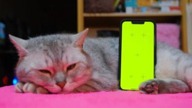 Yeşil ekran telefon. Telefon yeşil ekran ve kedi. Telefon ekran değiştirme şablonu. Evdeki telefonda yeşil ekran..