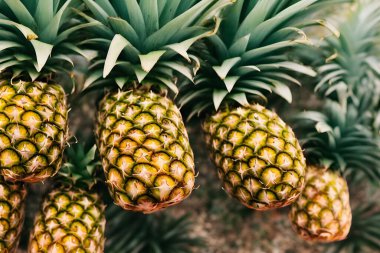 Yeşil yapraklı ve derili çiğ ananas resmi