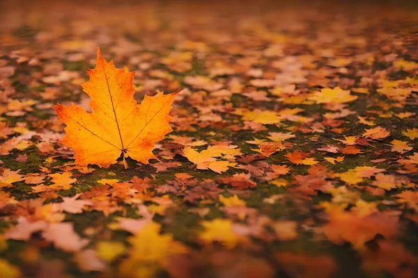 Ilustracja Jesiennych Liści Klonu Zewnątrz Generative Zdjęcie Stockowe