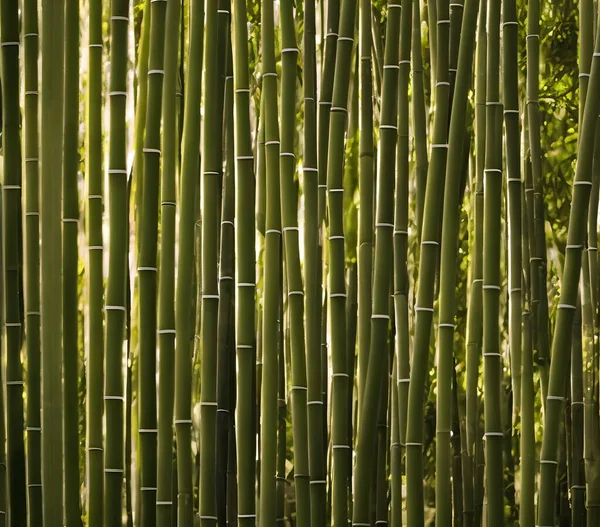 Ilustracja Lasu Bambusowego Generative Obraz Stockowy