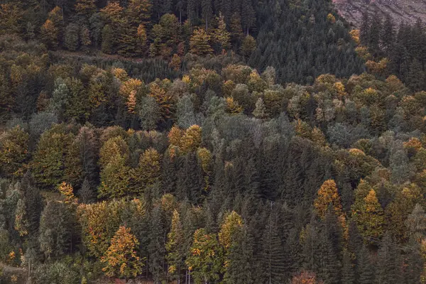 可能なすべての色 オレンジ 緑で遊ぶ美しいカラフルな秋の森の上からの眺め 10月の秋 — ストック写真