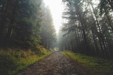Orman yolu kozalaklı ormanlarla çevrilidir ve sabah güneşi sislerin arasından akar ve vahşi yaşamı aydınlatır. Beskydy Dağları, Çek Cumhuriyeti.