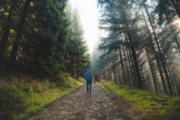 stock image Hiker with a blue backpack walks in a forest environment. Through the trees and fog the morning sun streams through, illuminating the wildlife. Beskydy mountains, Czech republic.