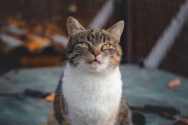 Masada oturup sahibine miyavlayan bir ev kedisinin kızgın ifadesi. Milyonlarca evcil hayvan ifadesi. kedi duyguları.