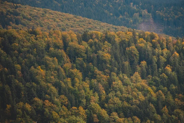 Unberührter Wald Spektrum Von Rot Orange Und Gelb Den Beskiden — Stockfoto
