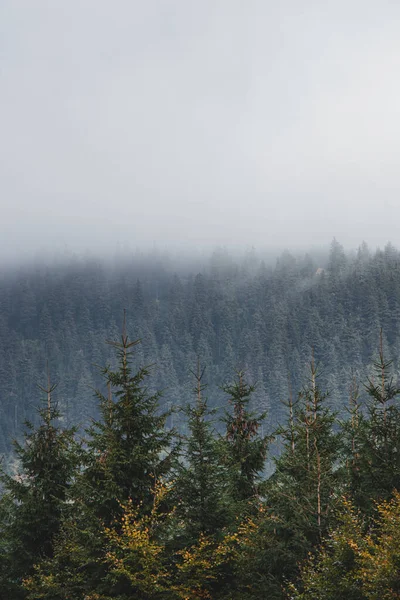 Unberührter Nadelwald Eingehüllt Morgennebel Und Wolken Den Beskiden Tschechien Herbstliche — Stockfoto