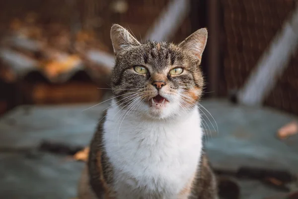 Θυμωμένη Έκφραση Μιας Γάτας Που Κάθεται Στο Τραπέζι Και Κάνει — Φωτογραφία Αρχείου