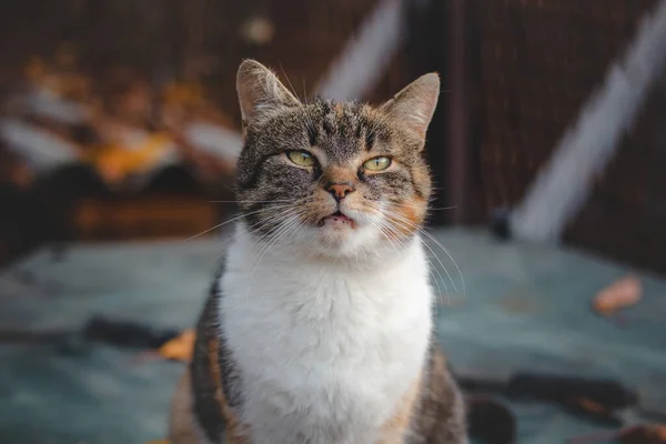 Rozzlobený Výraz Domácí Kočky Sedící Stole Mňoukající Svého Majitele Milion — Stock fotografie
