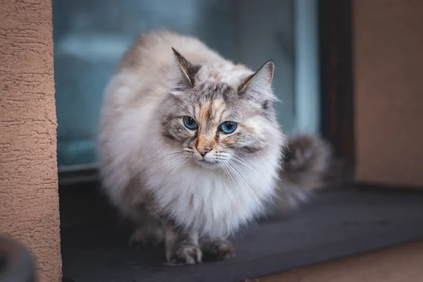 Die Grau Weiße Vierbeinige Prinzessin Der Ragdoll Katzenrasse Sitzt Fenster — Stockfoto