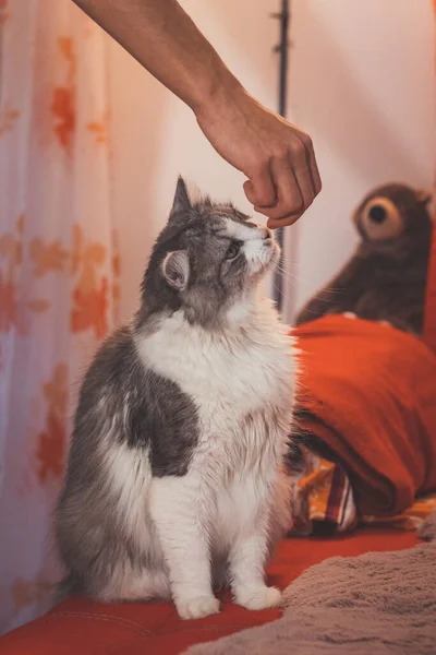Domestic Cat Grey White Sitting Red Sofa Begging Small Treat — Stock Photo, Image