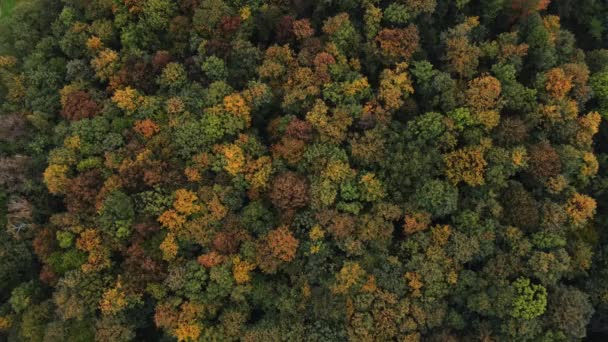 Widok Jesienny Las Liściasty Bawiący Się Wszystkimi Kolorami Października Listopada — Wideo stockowe
