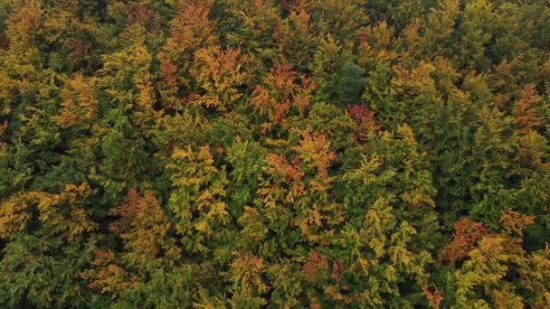 秋天落叶森林的景色与十月和十一月的五彩缤纷交织在一起 一个来自大自然的令人叹为观止的童话 红色都在一个地方 Beskydy Czech Republic — 图库视频影像