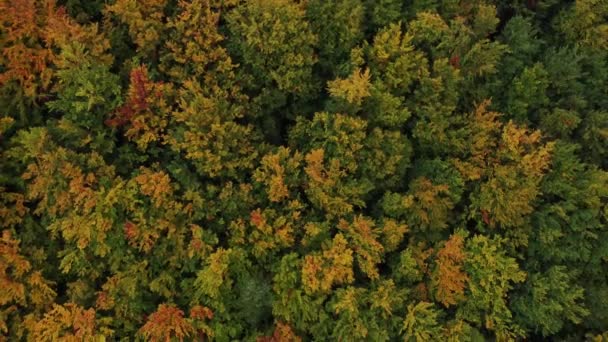Widok Jesienny Las Liściasty Bawiący Się Wszystkimi Kolorami Października Listopada — Wideo stockowe