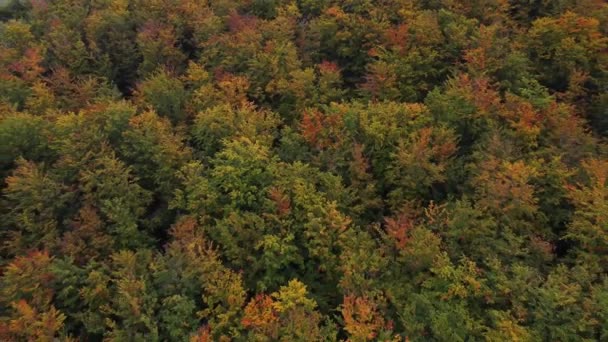 10月と11月のすべての色で遊ぶ秋の落葉樹林の景色 母なる自然からの息をのむようなおとぎ話 オレンジ色 すべて1つの場所で赤 チェコ共和国ベスキディ — ストック動画