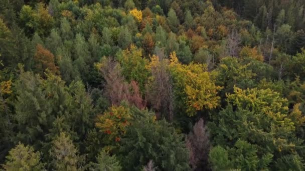 Pohled Podzimní Listnatý Les Hrající Všemi Barvami Října Listopadu Dech — Stock video