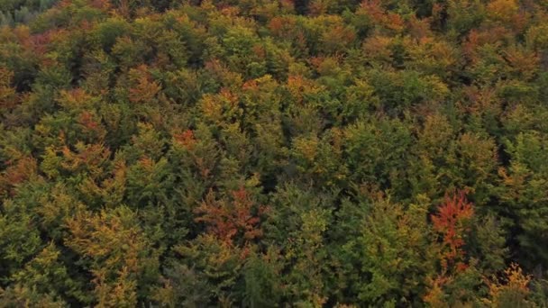 Ekim Kasım Aylarının Tüm Renkleriyle Oynayan Sonbahar Yaprak Döken Ormanı — Stok video