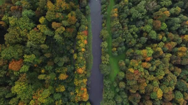 Άποψη Του Ποταμού Που Περιβάλλεται Από Φθινόπωρο Φυλλοβόλο Δάσος Παίζει — Αρχείο Βίντεο
