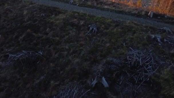 Luftaufnahme Eines Vom Borkenkäfer Zerstörten Kahlwaldes Und Eines Mannes Der — Stockvideo