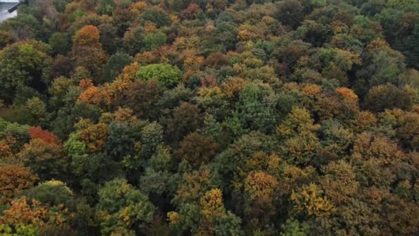暖かい日没の間に秋の季節のすべての色で遊んで風景の空中ビュー オレンジ 緑で遊ぶ落葉樹 地球の肺 — ストック動画