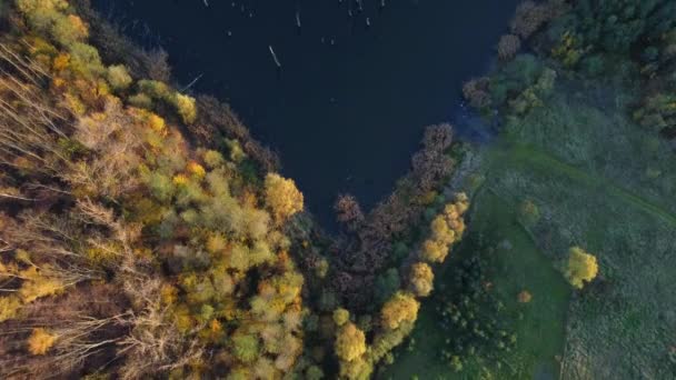 가을에 모양의 호수와 주변의 나무들 공중에서 촬영되었다 의물은 오렌지 과붉은 — 비디오