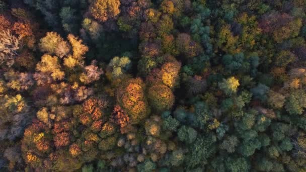 Luftfoto Landskabet Leger Med Alle Efterårssæsonens Farver Varm Solnedgang Løvfældende – Stock-video