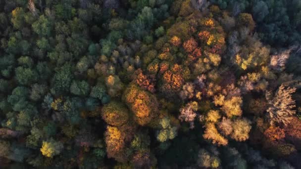 暖かい日没の間に秋の季節のすべての色で遊んで風景の空中ビュー オレンジ 緑で遊ぶ落葉樹 地球の肺 — ストック動画
