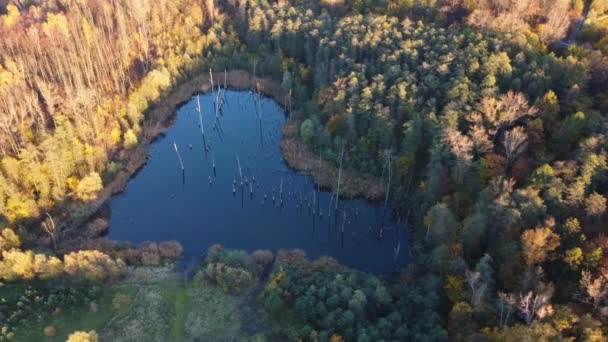Αεροφωτογραφία Της Λίμνης Σχήμα Καρδιάς Και Γύρω Πολύχρωμα Δέντρα Φθινόπωρο — Αρχείο Βίντεο
