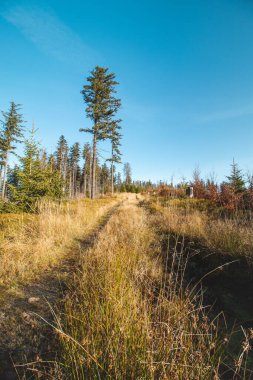 Beskydy dağlarından geçen orman yolu. Mavi gökyüzü olan bir açıklıkta açık alan. Temiz havanın tadını çıkarıyorum..