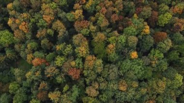 Sıcak bir günbatımı sırasında sonbahar mevsiminin tüm renkleriyle oynayan manzaranın havadan görüntüsü. Yaprak döken ağaçlar sarı, turuncu, kırmızı ve yeşille oynuyor. Dünyanın akciğerleri.