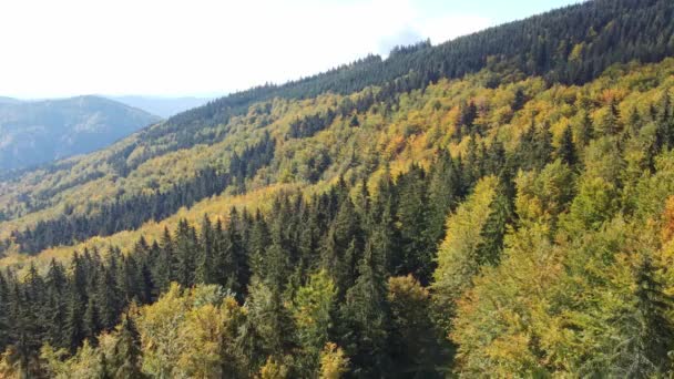 十月初 空中俯瞰着一片以黄色和绿色为主的原始混交林 我国的呼吸系统 气候变化 — 图库视频影像