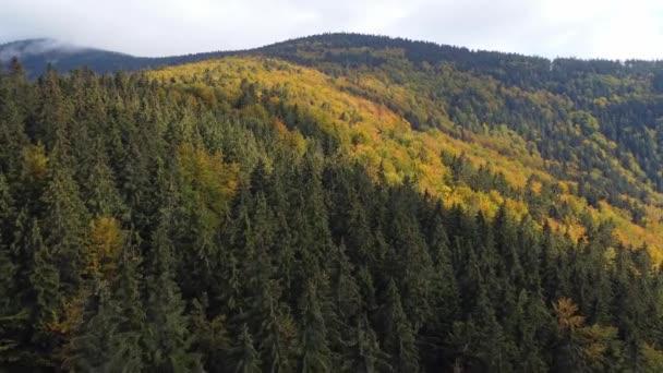 Вид Воздуха Нетронутый Смешанный Лес Окрашенный Основном Жёлтый Зелёный Цвета — стоковое видео