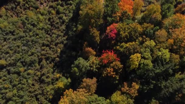 Вид Повітря Пейзаж Грає Усіма Кольорами Осіннього Сезону Під Час — стокове відео
