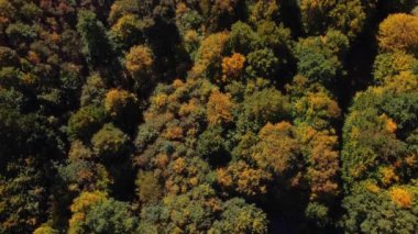 Sıcak bir günbatımı sırasında sonbahar mevsiminin tüm renkleriyle oynayan manzaranın havadan görüntüsü. Yaprak döken ağaçlar sarı, turuncu, kırmızı ve yeşille oynuyor. Dünyanın akciğerleri.