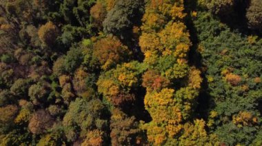 Sıcak bir günbatımı sırasında sonbahar mevsiminin tüm renkleriyle oynayan manzaranın havadan görüntüsü. Yaprak döken ağaçlar sarı, turuncu, kırmızı ve yeşille oynuyor. Dünyanın akciğerleri.