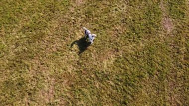 Avustralyalı bir çoban köpeğinin hava görüntüsü sahada hareket özgürlüğünün tadını çıkarıyor. Vahşi köpek koşusu. Dışarı çıkmanın keyfi