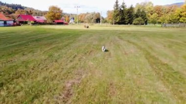 Avustralyalı bir çoban köpeğinin hava görüntüsü sahada hareket özgürlüğünün tadını çıkarıyor. Vahşi köpek koşusu. Dışarı çıkmanın keyfi