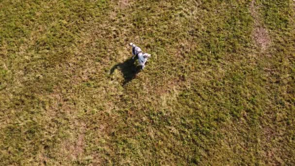 从空中俯瞰一只澳大利亚牧羊犬在野外活动的自由 野狗冲刺 户外运动的乐趣 — 图库视频影像