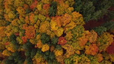 Sıcak bir günbatımı sırasında sonbahar mevsiminin tüm renkleriyle oynayan manzaranın havadan görüntüsü. Yaprak döken ağaçlar sarı, turuncu, kırmızı ve yeşille oynuyor. Dünyanın akciğerleri.