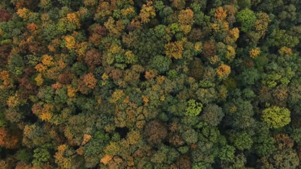 Вид Воздуха Пейзаж Играющий Всеми Цветами Осеннего Сезона Время Теплого — стоковое видео