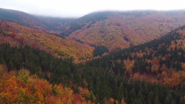 Vzdušný Záběr Smíšeného Lesa Zbarveného Podzimními Barvami Zelenými Smrky Vystupujícími — Stock video