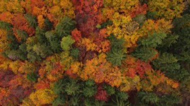 Sıcak bir günbatımı sırasında sonbahar mevsiminin tüm renkleriyle oynayan manzaranın havadan görüntüsü. Yaprak döken ağaçlar sarı, turuncu, kırmızı ve yeşille oynuyor. Dünyanın akciğerleri.