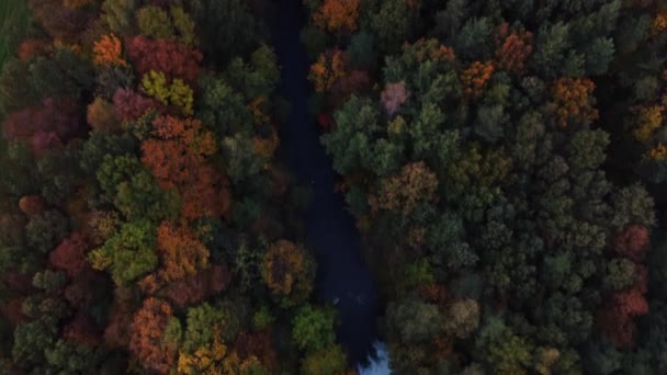 Kilátás Folyó Körül Őszi Lombhullató Erdő Játszik Összes Szín Október — Stock videók