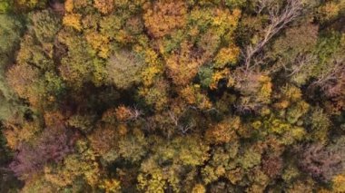 Sıcak bir günbatımı sırasında sonbahar mevsiminin tüm renkleriyle oynayan manzaranın havadan görüntüsü. Yaprak döken ağaçlar sarı, turuncu, kırmızı ve yeşille oynuyor. Dünyanın akciğerleri.