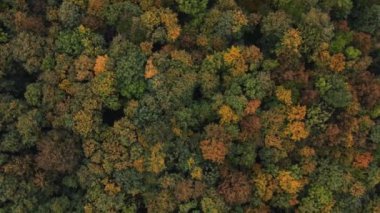 Sıcak bir günbatımı sırasında sonbahar mevsiminin tüm renkleriyle oynayan manzaranın havadan görüntüsü. Yaprak döken ağaçlar sarı, turuncu, kırmızı ve yeşille oynuyor. Dünyanın akciğerleri.