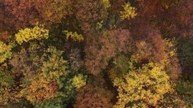 Sıcak bir günbatımı sırasında sonbahar mevsiminin tüm renkleriyle oynayan manzaranın havadan görüntüsü. Yaprak döken ağaçlar sarı, turuncu, kırmızı ve yeşille oynuyor. Dünyanın akciğerleri.